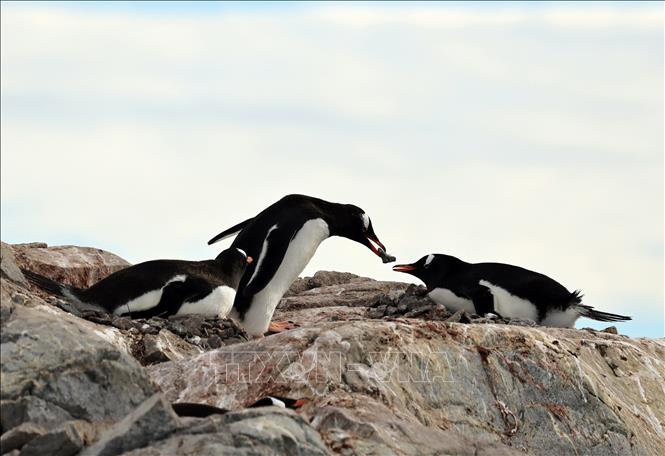 Chim cánh cụt trên đảo Petermann, Nam Cực. Ảnh: THX/TTXVN