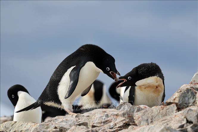 Chim cánh cụt trên đảo Petermann, Nam Cực. Ảnh: THX/TTXVN