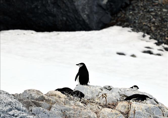 Chim cánh cụt tại cảng Orne, Nam Cực. Ảnh: THX/TTXVN