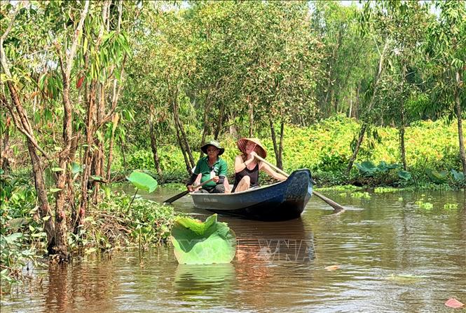 A foreign visitor paddles through Tra Su cajuput forest. VNA Photo: Thanh Sang