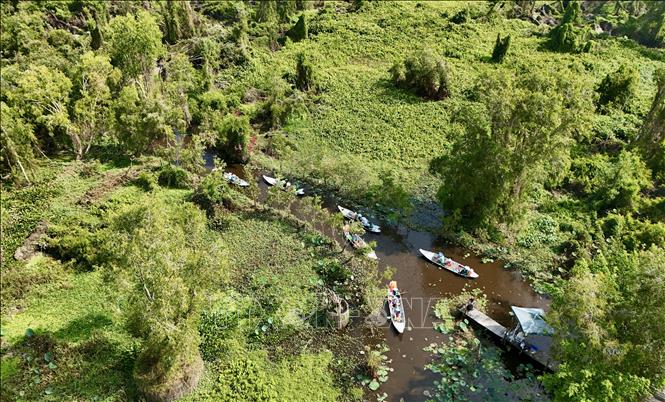 The green of the cajuput trees blends with still water, creating a picturesque scene. VNA Photo: Thanh Sang