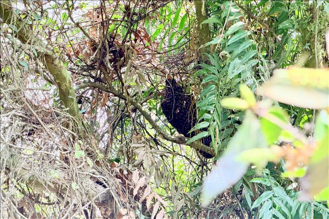A beehive inside Tra Su cajuput forest. VNA Photo: Thanh Sang