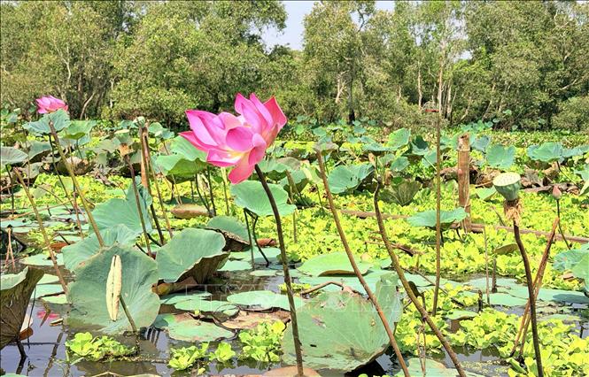 The rich vegetation creates a unique ecological landscape in the Tra Su cajuput forest. VNA Photo: Thanh Sang