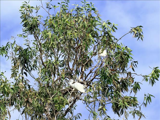 Tra Su cajuput forest is a paradise for cranes and dozens of other bird species. VNA Photo: Thanh Sang