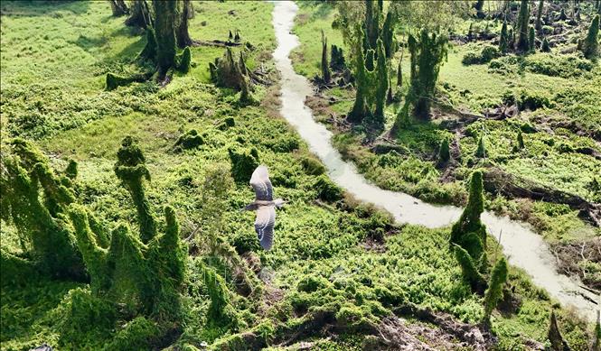 Green Tra Su cajuput forest in An Giang province. VNA Photo: Thanh Sang