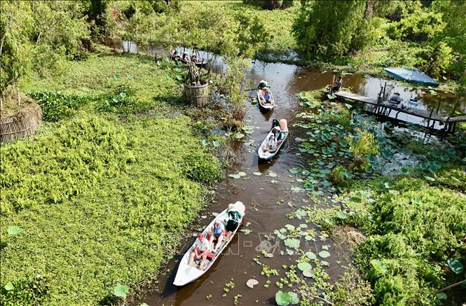 Boats take visitors deep inside Tra Su cajuput forest. VNA Photo: Thanh Sang