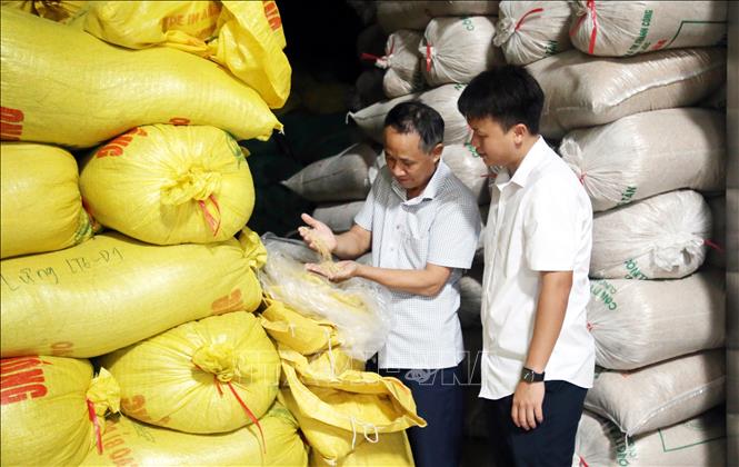 Kiểm tra chất lượng thóc giống tại Công ty TNHH Cường Tân (xã Ninh Cường, tỉnh Ninh Bình). Ảnh: Nguyễn Lành - TTXVN