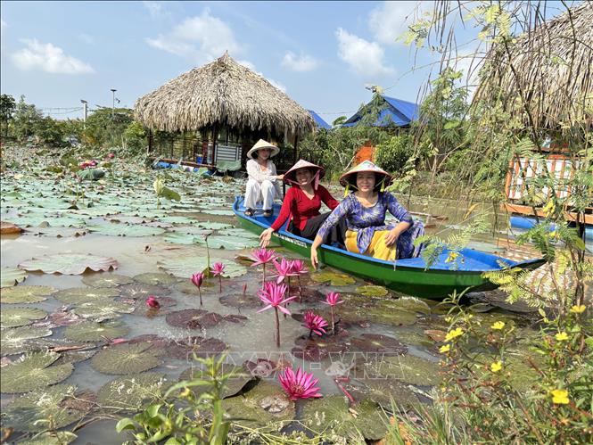 Du khách có thể bơi xuồng hái sen, hái súng tại khu du lịch sinh thái Sông Quê. Ảnh: Hồng Nhung - TTXVN