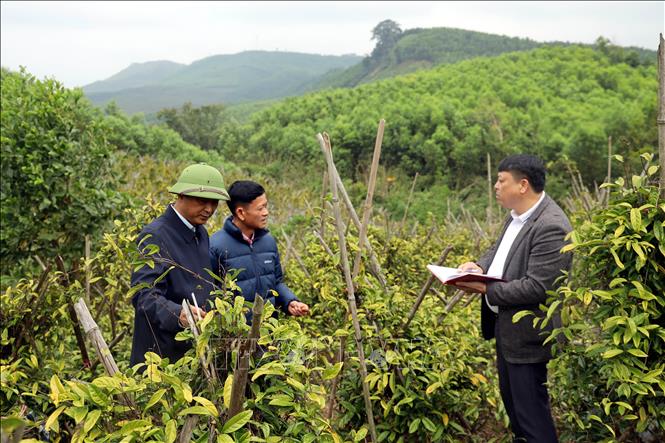 Người dân và cán bộ xã Kỳ Thượng trao đổi kinh nghiệm trồng rừng và cây dược liệu. Ảnh: Đức Hiếu - TTXVN