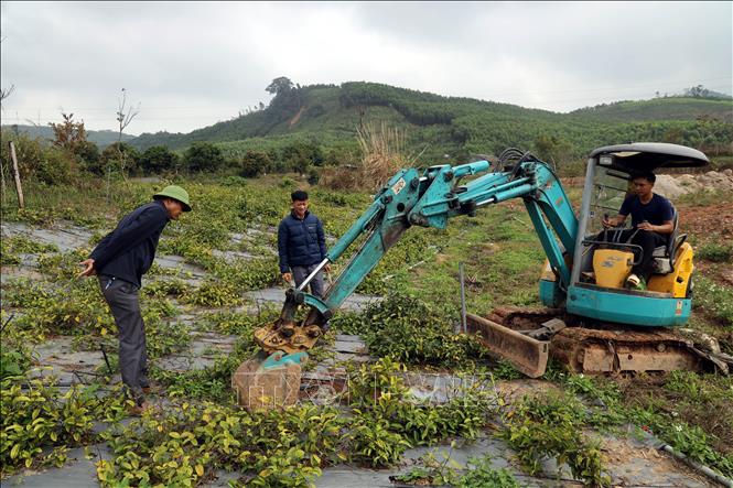Người dân xã Kỳ Thượng khai thác cây dược liệu ba kích. Ảnh: Đức Hiếu - TTXVN