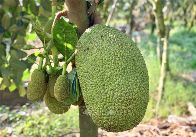 Mít Thái trung bình nặng trên 10 kg/quả khi thu hoạch. Ảnh: Thanh Sang-TTXVN 