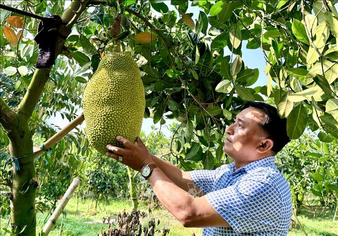 Giá mít Thái được thu mua tại vườn từ 30.000 – 32.000 đồng/kg, tăng gấp đôi so với khoảng 3 tháng trước. Ảnh: Thanh Sang-TTXVN