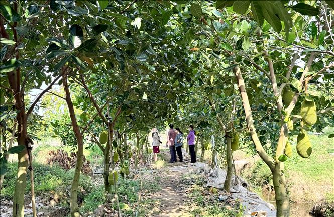 Vườn mít của nông dân phường Vĩnh Tế, An Giang chuẩn bị vào mùa thu hoạch giữa thời điểm cận Tết Nguyên đán. Ảnh: Thanh Sang-TTXVN 