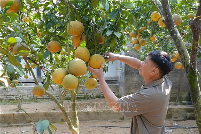 Nông dân xã vùng cao Tràng Xá thu hoạch bưởi phục vụ Tết. Ảnh: Hoàng Nguyên - TTXVN