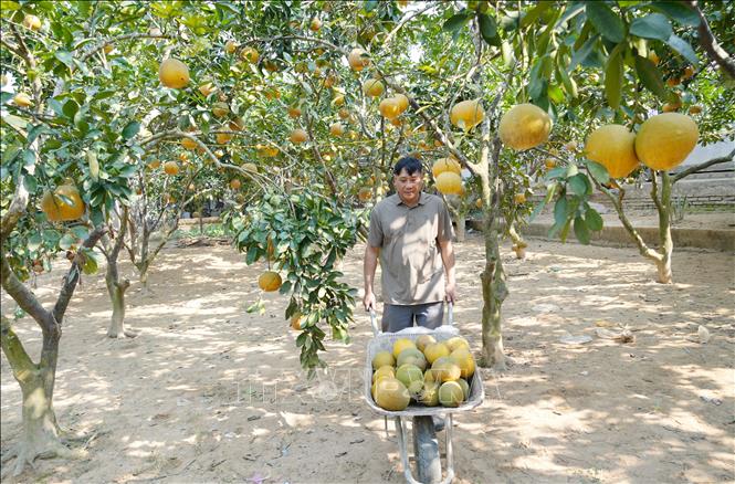 Nông dân xã vùng cao Tràng Xá thu hoạch bưởi phục vụ Tết. Ảnh: Hoàng Nguyên - TTXVN