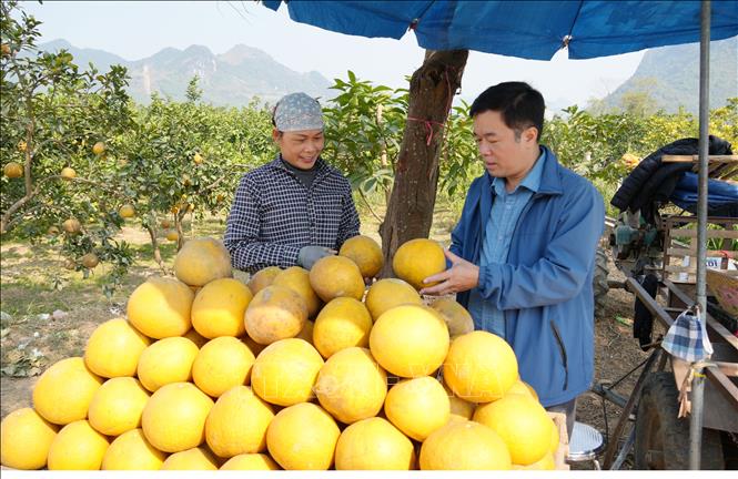 Bưởi Tràng Xá thu hút người tiêu dùng dịp Tết nhờ vị ngọt thơm đặc trưng, mẫu mã đẹp. Ảnh: Hoàng Nguyên - TTXVN