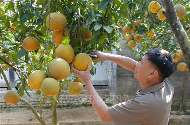  Nông dân xã vùng cao Tràng Xá thu hoạch bưởi phục vụ Tết. Ảnh: Hoàng Nguyên - TTXVN