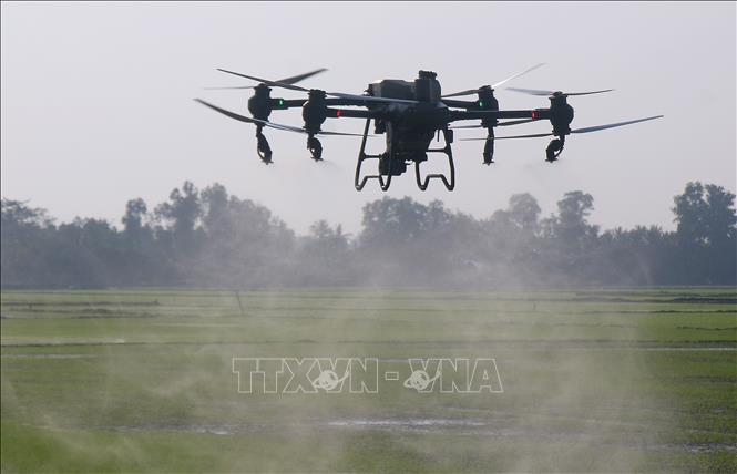 Sử dụng thiết bị bay không người lái thay nhiều nhân công trong chăm sóc lúa tại xã Vị Thủy, thành phố Cần Thơ. Ảnh: Duy Khương – TTXVN