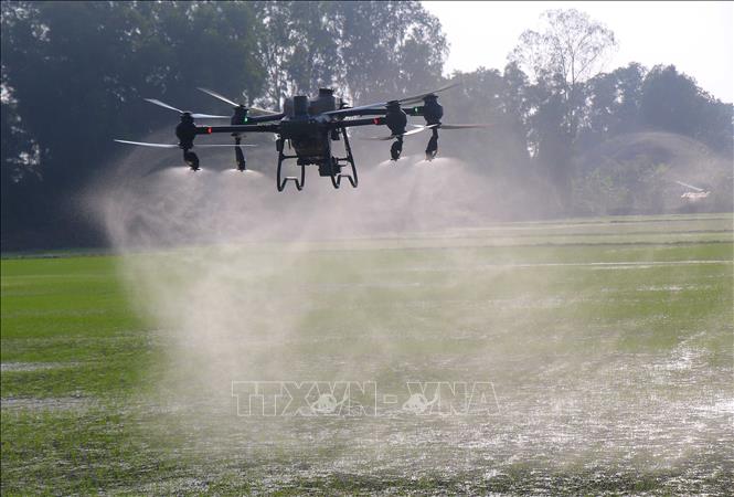 Sử dụng thiết bị bay không người lái thay nhiều nhân công trong chăm sóc lúa tại xã Vị Thủy, thành phố Cần Thơ. Ảnh: Duy Khương – TTXVN