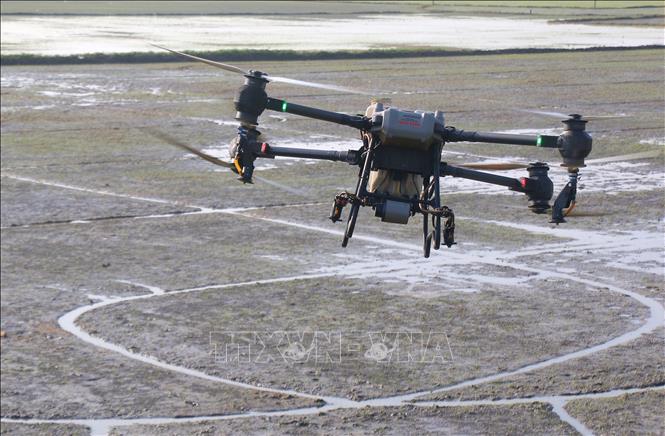 Sử dụng thiết bị bay không người lái thay nhiều nhân công trong chăm sóc lúa tại xã Vị Thủy, thành phố Cần Thơ. Ảnh: Duy Khương – TTXVN