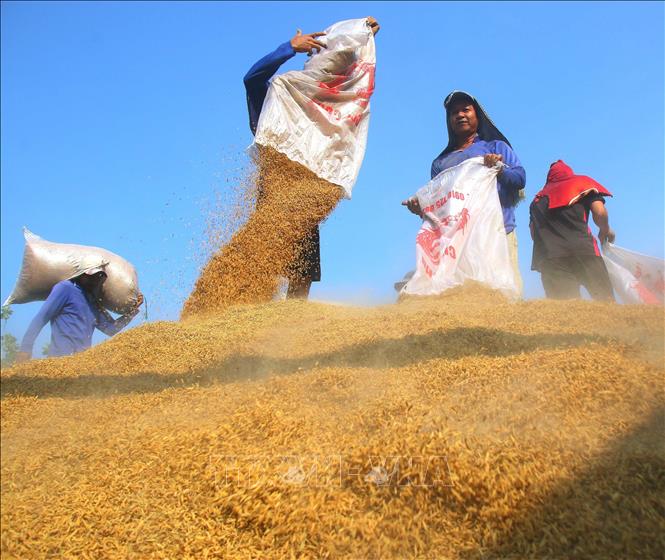 Vận chuyển lúa từ kho ra thuyền chủ yếu vẫn làm thủ công tại phường Vị Tân, thành phố Cần Thơ. Ảnh: Duy Khương-TTXVN