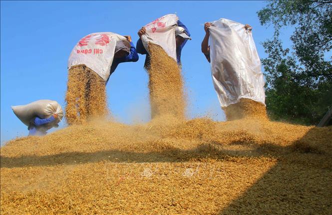 Vận chuyển lúa từ kho ra thuyền vẫn chủ yếu làm thủ công tại phường Vị Tân, thành phố Cần Thơ. Ảnh: Duy Khương – TTXVN