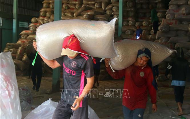 Vận chuyển lúa từ kho ra thuyền vẫn chủ yếu làm thủ công tại phường Vị Tân, thành phố Cần Thơ. Ảnh: Duy Khương – TTXVN