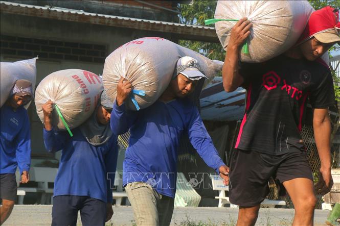 Vận chuyển lúa từ kho ra thuyền chủ yếu vẫn làm thủ công tại phường Vị Tân, thành phố Cần Thơ. Ảnh: Duy Khương – TTXVN