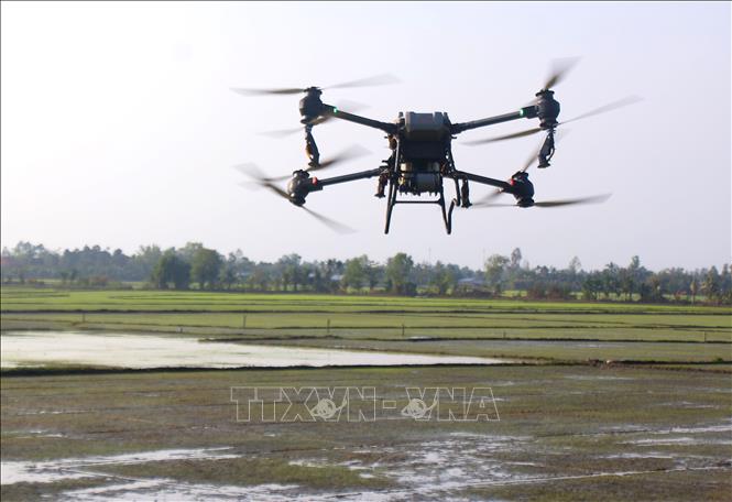 Sử dụng thiết bị bay không người lái thay nhiều nhân công trong chăm sóc lúa tại xã Vị Thủy, thành phố Cần Thơ. Ảnh: Duy Khương – TTXVN