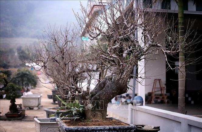 Đào thế cổ Đà Bắc nổi tiếng với những gốc đào lâu năm. Ảnh: Thanh Hải - TTXVN  