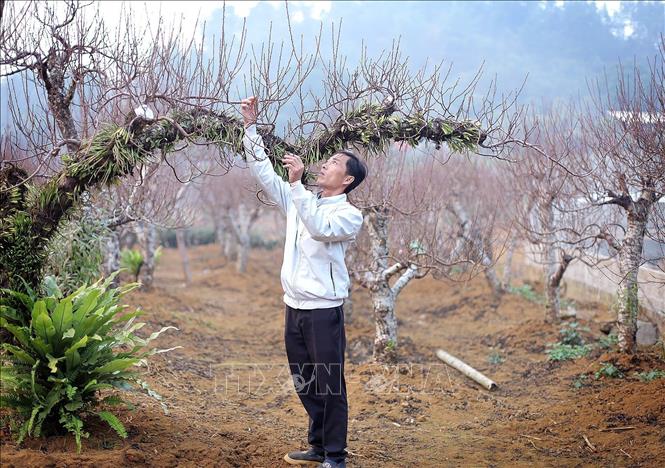 Người dân Đà Bắc uốn cành tạo thế cho đào cổ. Ảnh: Thanh Hải - TTXVN