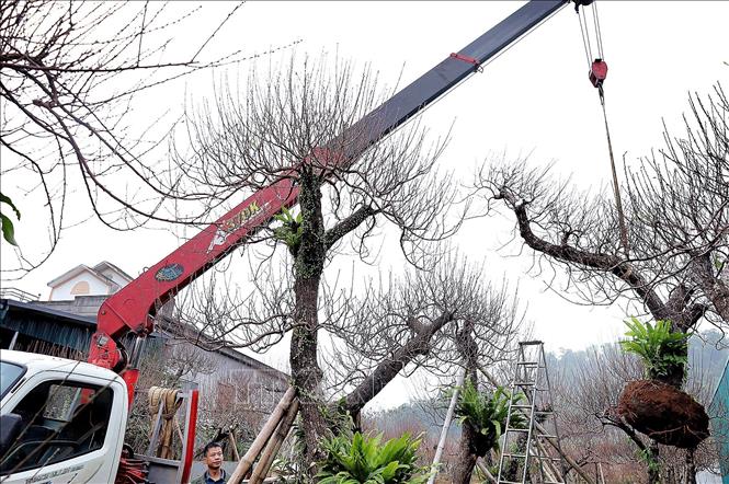 Nhiều cây đào thế cổ Đà Bắc đã được khách hàng mua chơi Tết Nguyên đán. Ảnh: Thanh Hải - TTXVN 