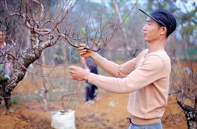 Đào thế cổ Đà Bắc được người dân chăm sóc tỉ mỉ đến từng chi tiết. Ảnh: Thanh Hải - TTXVN