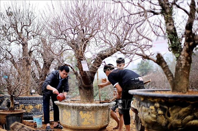 Đào thế cổ Đà Bắc luôn được chăm bón cẩn thận, để cây ra hoa đúng dịp Tết. Ảnh: Thanh Hải - TTXVN 