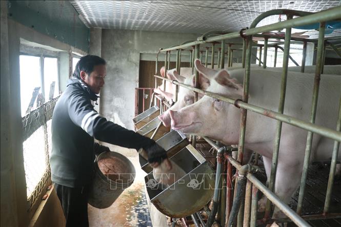 Người dân xã Hưng Hà chủ động nguồn thức ăn cho đàn lợn khi trời tiết giá rét. Ảnh: Đinh Văn Nhiều-TTXVN