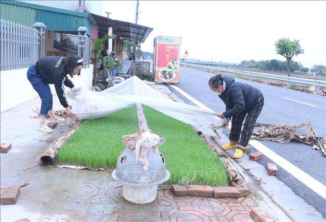 Người dân xã Hưng Hà (Hưng Yên) chủ động che chắn mạ khi trời tiết rét đậm, rét hại. Ảnh: Đinh Văn Nhiều-TTXVN