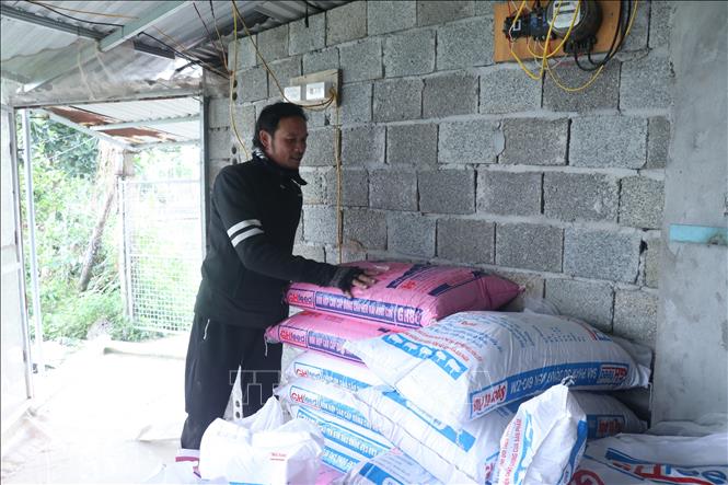 Người dân xã Hưng Hà chủ động nguồn thức ăn cho đàn lợn khi trời tiết giá rét. Ảnh: Đinh Văn Nhiều-TTXVN