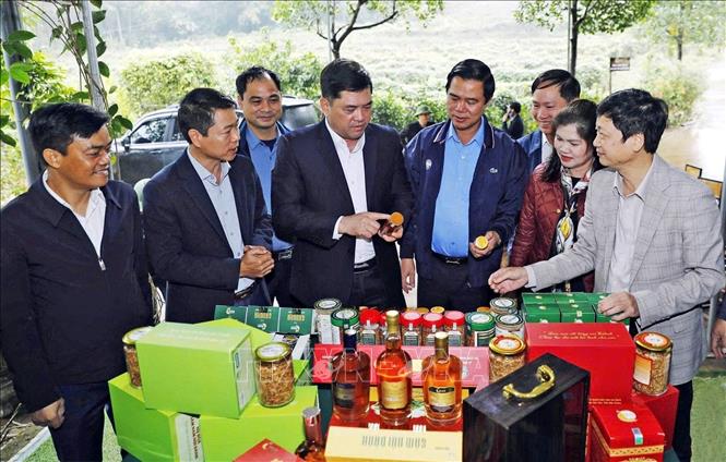 Bí thư Tỉnh ủy tỉnh Bắc Ninh Nguyễn Hồng Thái thăm Hợp tác xã Sâm núi Dành Đức Hạnh, xã Phúc Hòa. Ảnh: Danh Lam-TTXVN