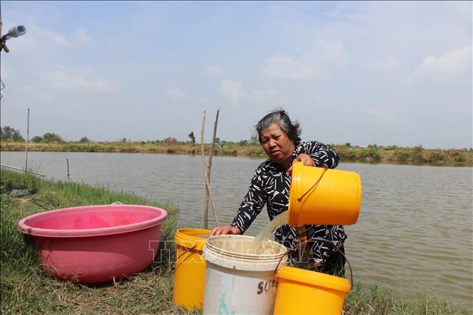 Nhà nằm trên tuyến Kênh Phèn - một trong những tuyến chưa có hệ thống nước sạch, bà Thạch Mỳ phải múc từng xô nước dưới ao nuôi cua bỏ hoang đem lên lắng phèn để sử dụng tắm, giặt. Ảnh: Thu Hiền - TTXVN