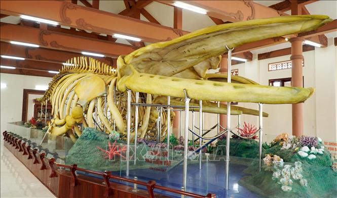 Nhà trưng bày 2 bộ xương Cá Ông Lăng Tân là địa điểm tham quan du lịch nổi tiếng của Đặc khu Lý Sơn. Ảnh: Lê Phước Ngọc - TTXVN
