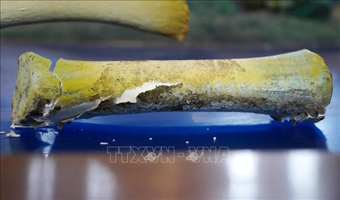  Nhiều vị trí xương sụn phục dựng bị hư hỏng hoàn toàn. Ảnh: Lê Phước Ngọc - TTXVN
