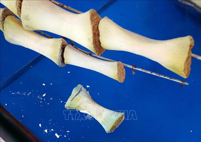 Nhiều vị trí xương sụn phục dựng của 2 bộ xương Cá Ông Lăng Tân bị hư hỏng hoàn toàn. Ảnh: Lê Phước Ngọc-TTXVN
