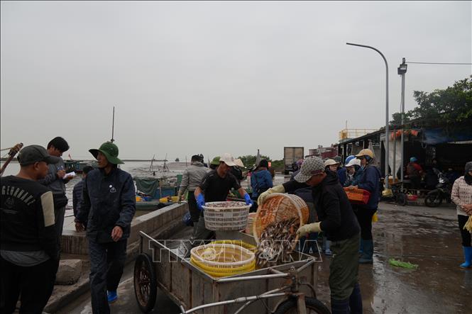 Ngư dân vận chuyển cá lên bờ. Ảnh: Tiến Vĩnh –TTXVN