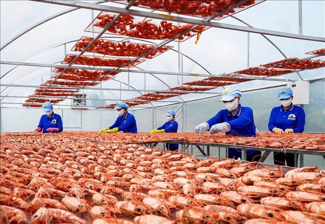 Nghề làm tôm khô góp phần tạo việc làm cho nhiều lao động tại các địa phương trong tỉnh Cà Mau. Ảnh: Huỳnh Anh - TTXVN