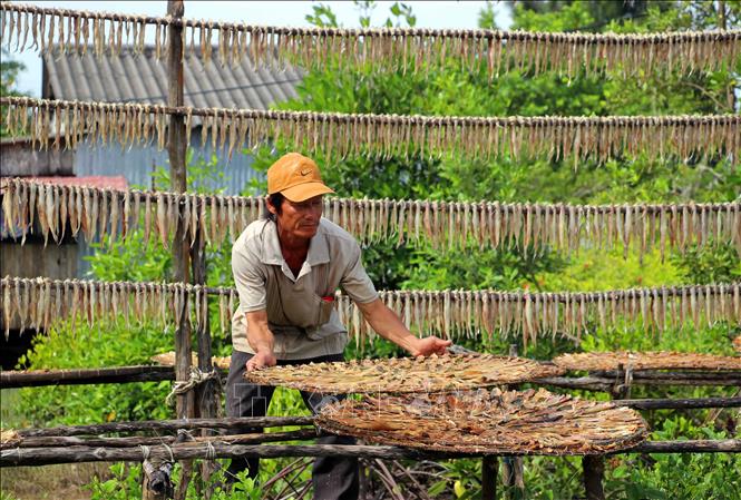 Những ngày giáp Tết Nguyên đán, không khí lao động, sản xuất tại các khu vực chế biến khô ở tỉnh Cà Mau càng trở nên nhộn nhịp, khẩn trương. Ảnh: Huỳnh Anh - TTXVN