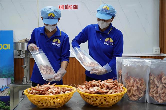 Chế biến tôm sú khô mở ra hướng đi đầy tiềm năng nhằm nâng cao giá trị con tôm địa phương. Ảnh: Huỳnh Anh - TTXVN