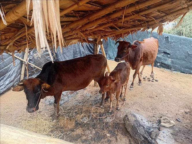 Trời rét nên nhiều người dân xã miền núi Nam Xuân, Thanh Hóa cho bò vào chuồng. Ảnh: Nguyễn Nam-TTXVN