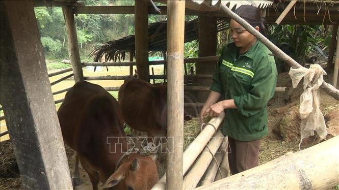 Chị Hà Thị Hậu, bản Ken, xã miền núi Nam Xuân, Thanh Hóa tăng cường chế độ chăm sóc để phòng, chống rét và dịch bệnh. Ảnh: Nguyễn Nam-TTXVN