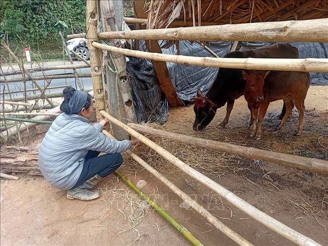 Trời rét nên nhiều người dân xã miền núi Nam Xuân, Thanh Hóa cho bò vào chuồng. Ảnh: Nguyễn Nam-TTXVN