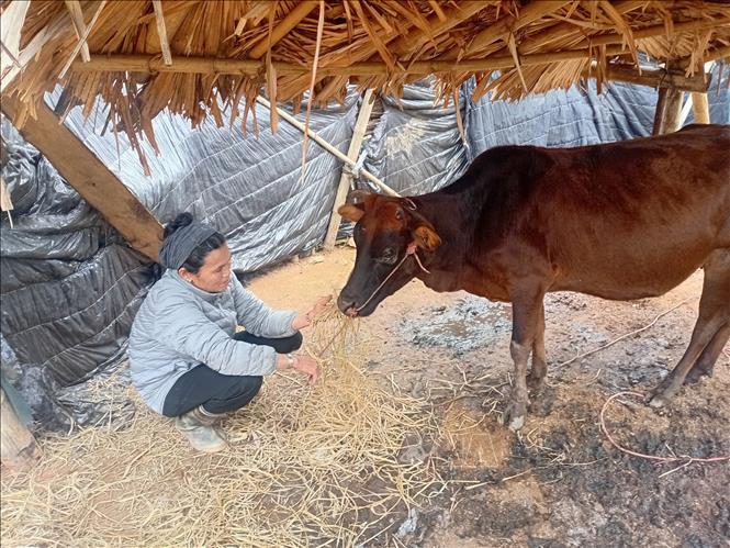 Bà Lò Thị Hiệu, bản Ken, xã miền núi Nam Xuân, Thanh Hóa chống rét cho bò. Ảnh: Nguyễn Nam-TTXVN